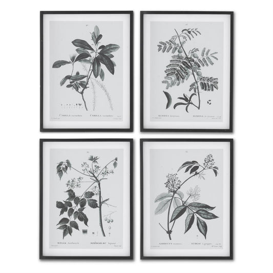 Perennial Framed Prints