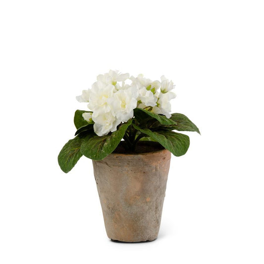 Clay Potted White Violet